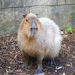 Capy Heather