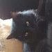Black cat