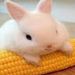 Bunnyzin Da quebrada