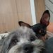 foto de Silvi