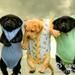 dudu dudu