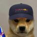 Dog Gamer