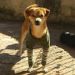 foto de Cão Shelby