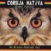 Coruja Nativa