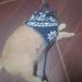 foto de Gato toca