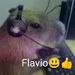 foto de GIL FLAVIO