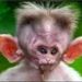 Macaquinho Seboso