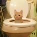 Kitty !