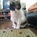 foto de Xiao Mishainx