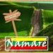 Banda Namaré