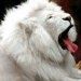 WHITE LION