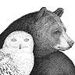 corujinha e urso well kombi home