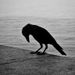 Night Crow
