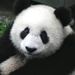 MrPandaBR