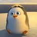 Canal do Pinguim