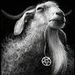 Elizionais 666 Arcanjo