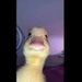 Duckz