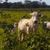 Elivan Elivan Lopes Do Nascimento