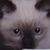 Gato_ Meko