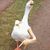 canicia ccopa