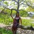 Roseli Brandao