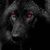 Dark Wolft