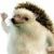 pomp