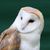 Owlthur