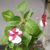Neide Dantas