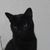Gato Poppy