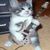 Jouskid_A