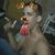 Endril