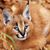 Caracal Caracal