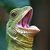Lagarto Engasgado