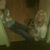 Sofy