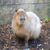 Capy Heather