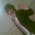 Tiago Ribeiro