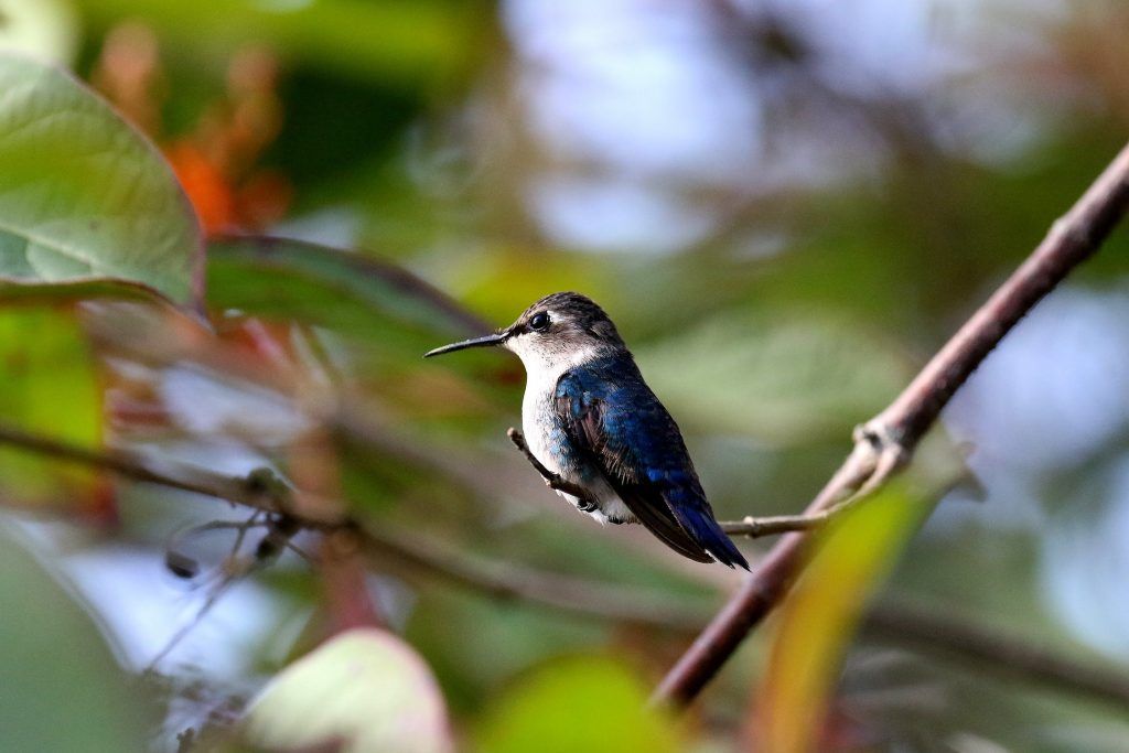 Colibri