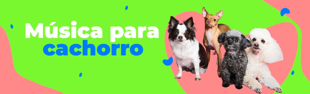 músicas para cachorro