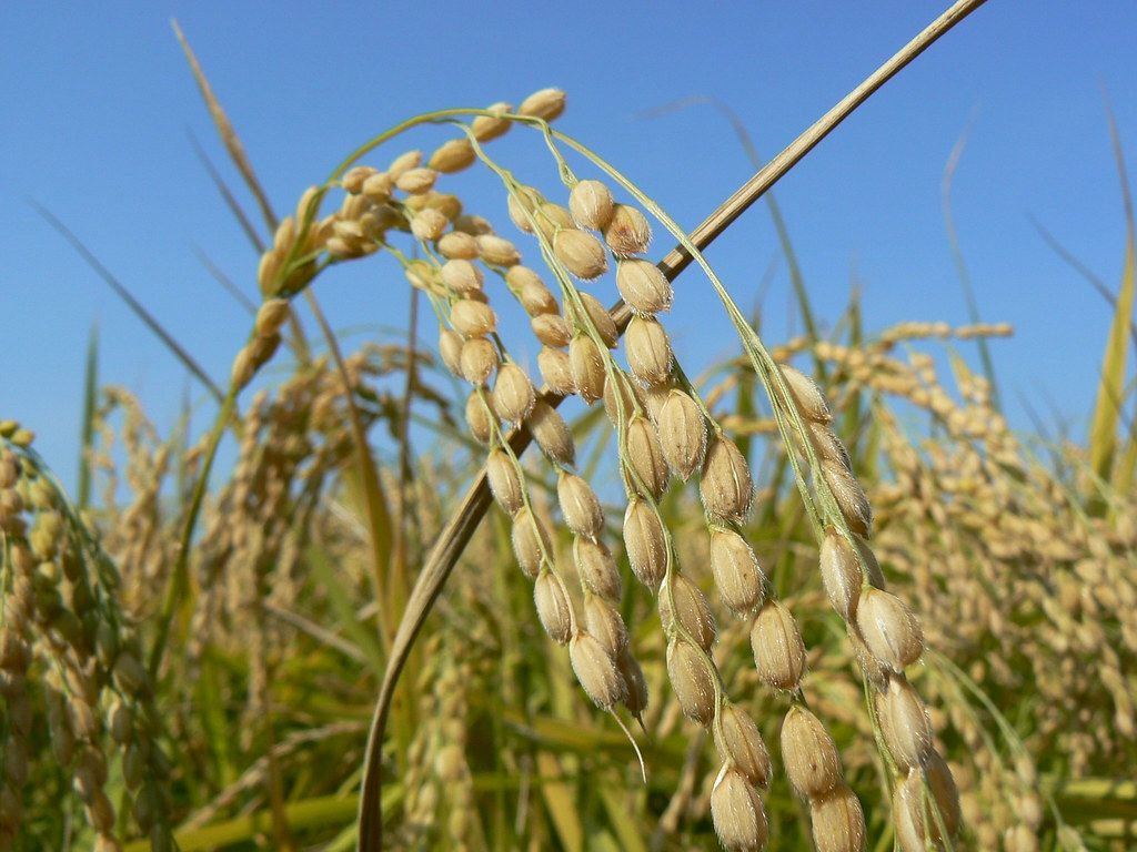 plantação de arroz