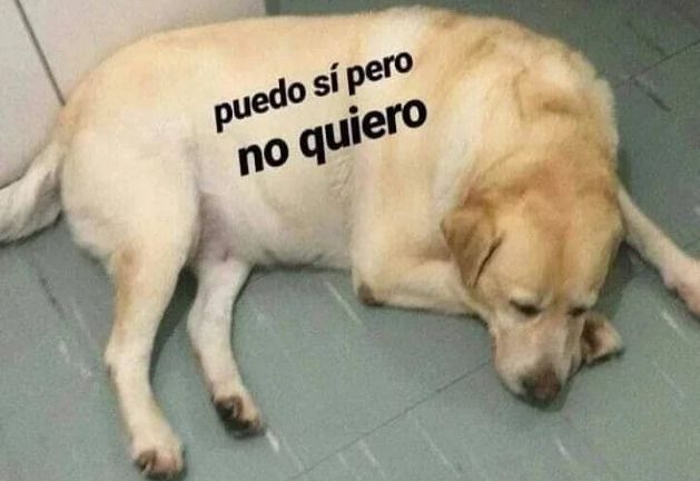 meme puedo sí pero no quiero