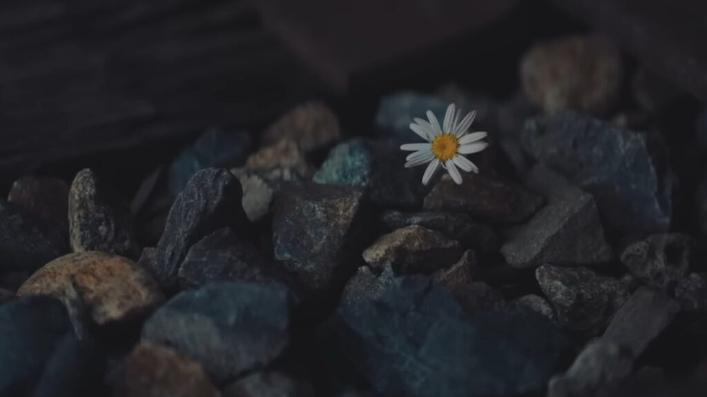 Katy Perry bandaids daisy