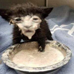 Portada del álbum "please help i actually cant stop using the lick", de Azali