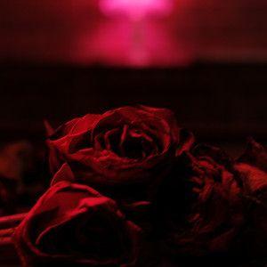 Portada del álbum "Without Your Love", de Julia Stone