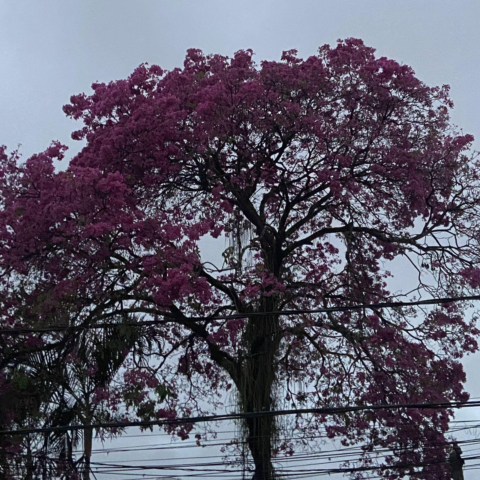 Portada de Sencillo/EP "Emotional Dependence", de Mister Filmmaker