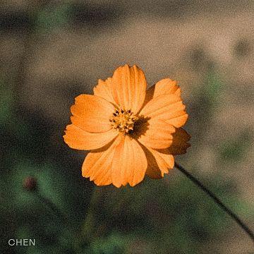 Portada de Sencillo/EP "Before The Petals Fall (꽃잎이 지기 전에)", de Chen (EXO)