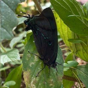 Portada de Sencillo/EP "Isso NÃO é um desabafo", de Dri.mp3