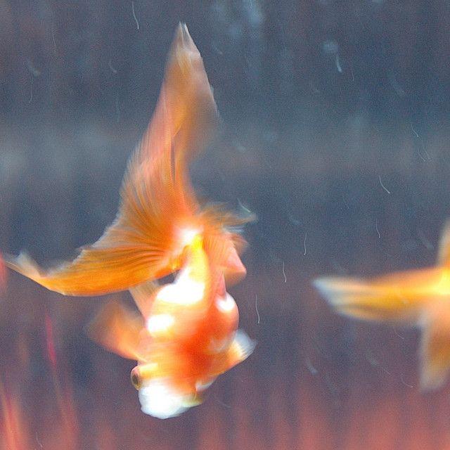 Portada de Sencillo/EP "Who are you?", de Saga Faye