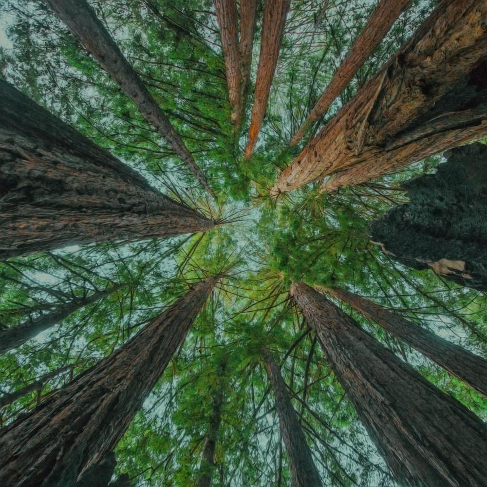 Portada de Álbum "komorebi", de Slenderbodies