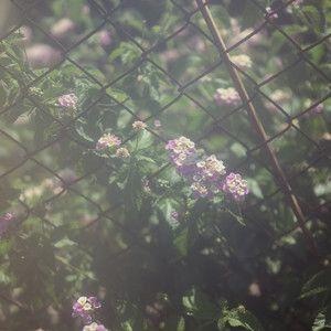 Album cover of "Memories" by yeule